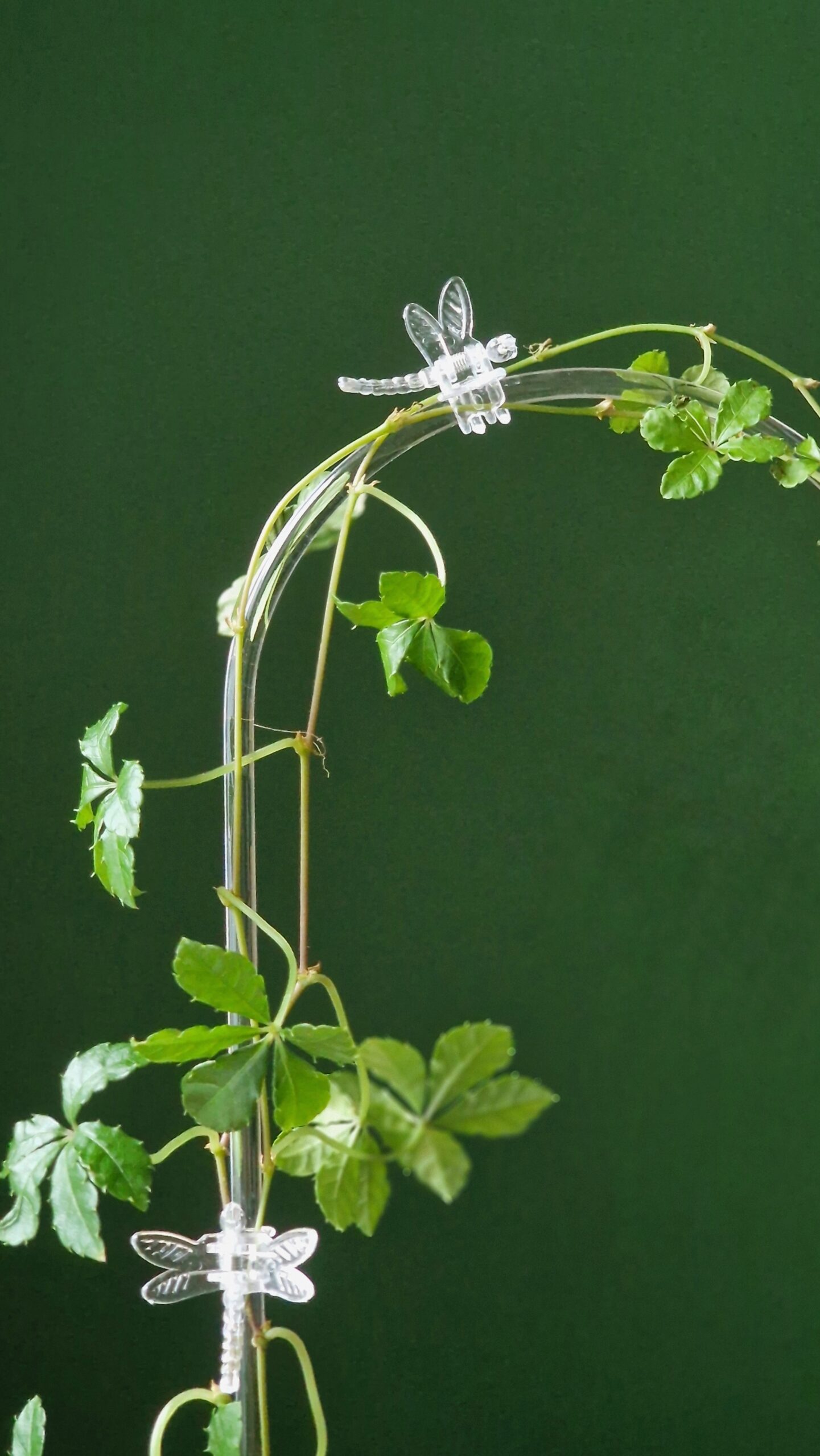 Kiilassulg-klamber - Image 2