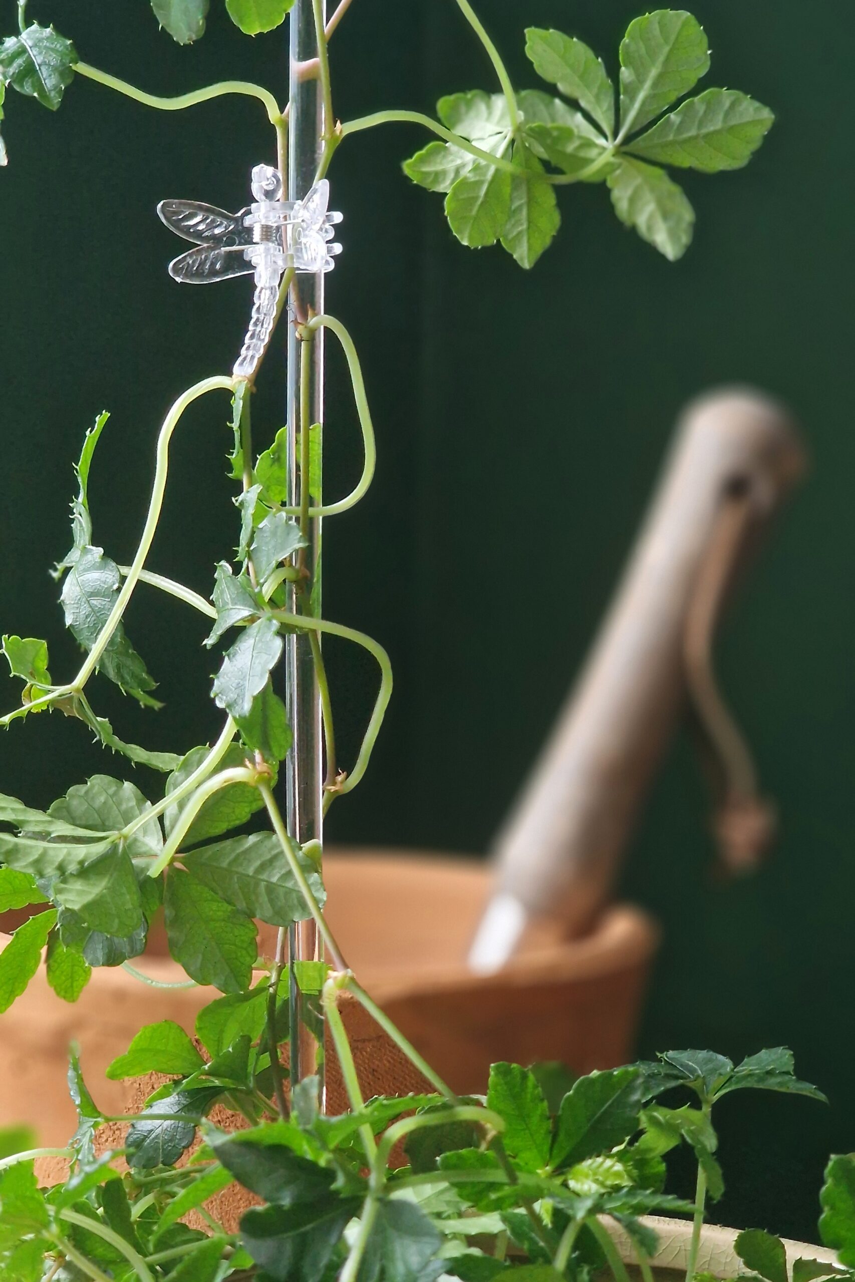 Kiilassulg-klamber - Image 3