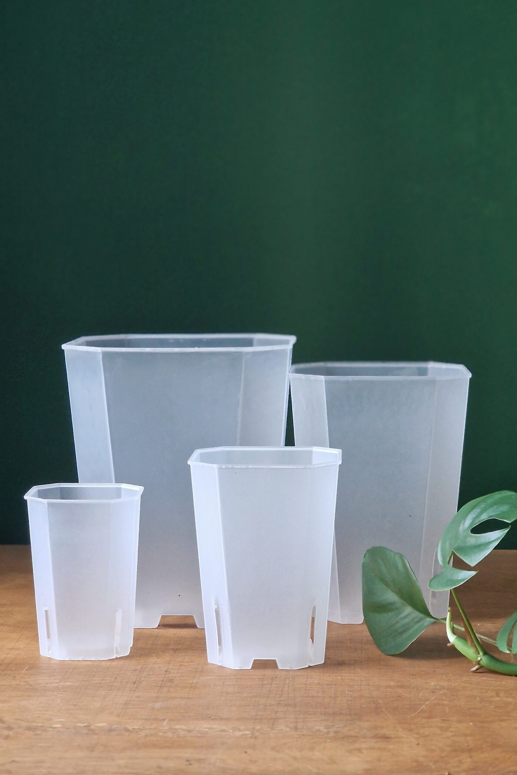 Kõrge aroidipott - Image 2