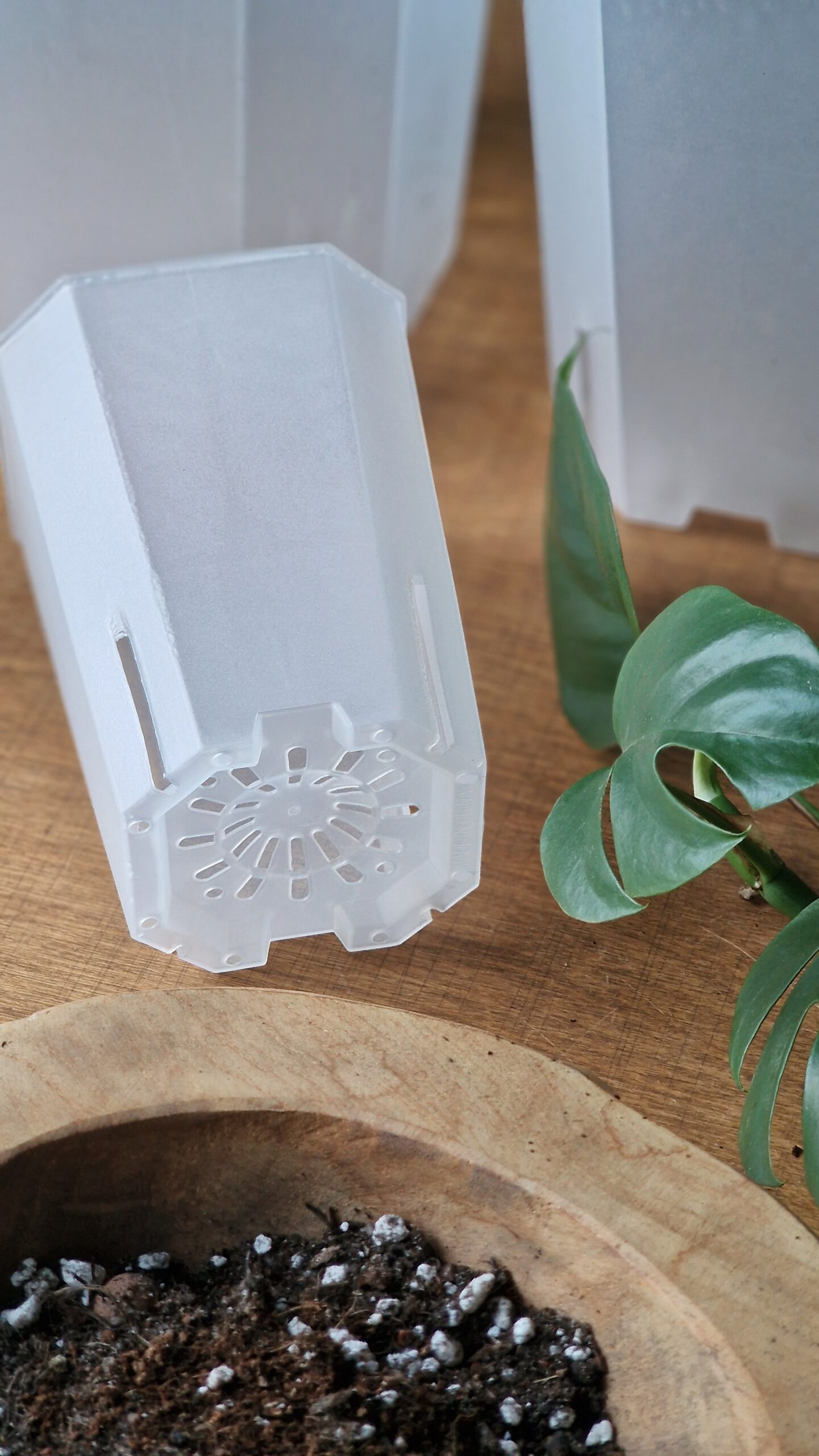 Kõrge aroidipott - Image 3