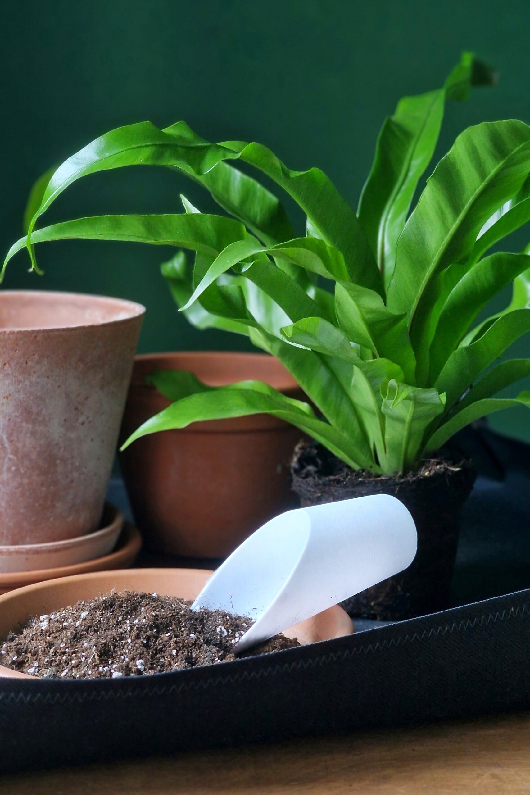 Mullalabidas - Image 2