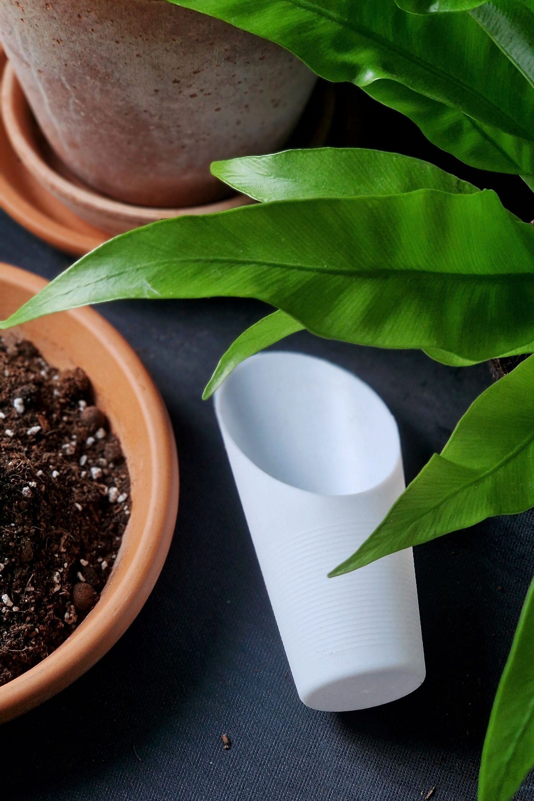 Mullalabidas - Image 3