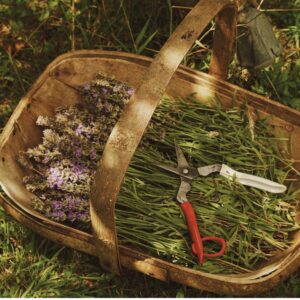 Okatsune käärid toataimede hoolduseks