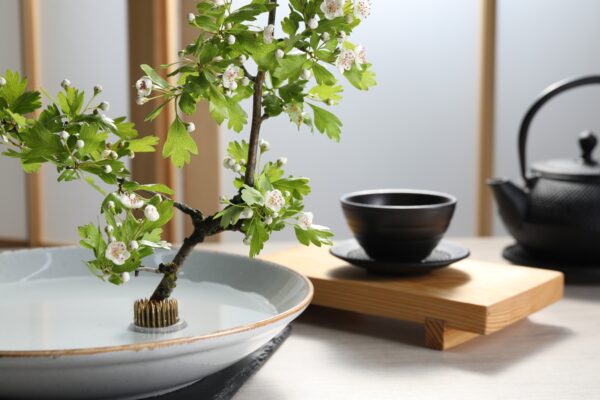 Kenzan lillekonn - Image 4
