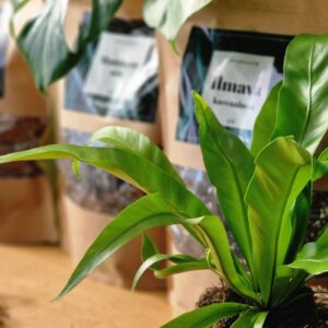 Premium kasvusubstraat by DigiGarden