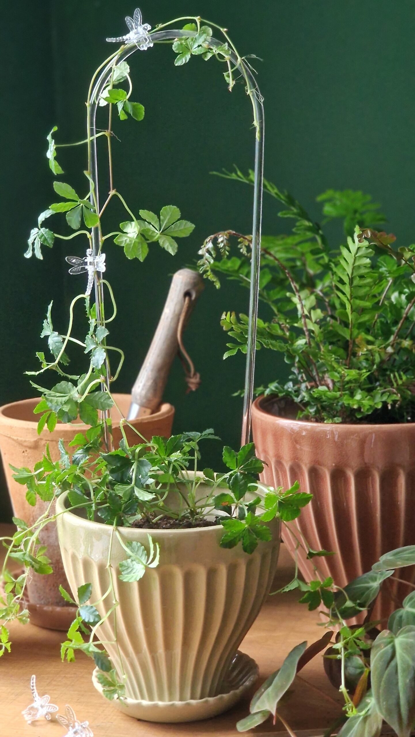 Kaartugi läbipaistev - Image 2