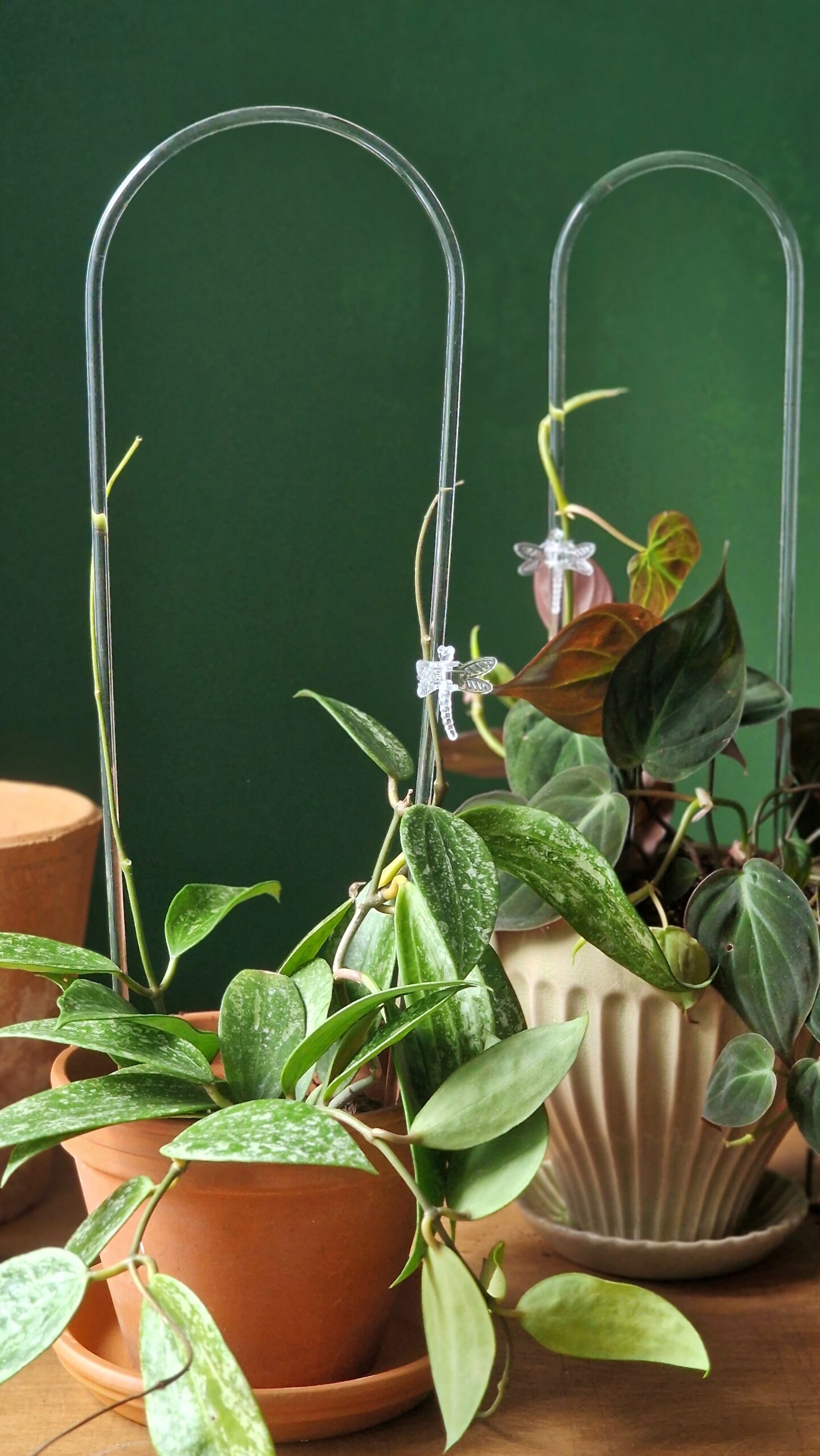 Kaartugi läbipaistev - Image 4