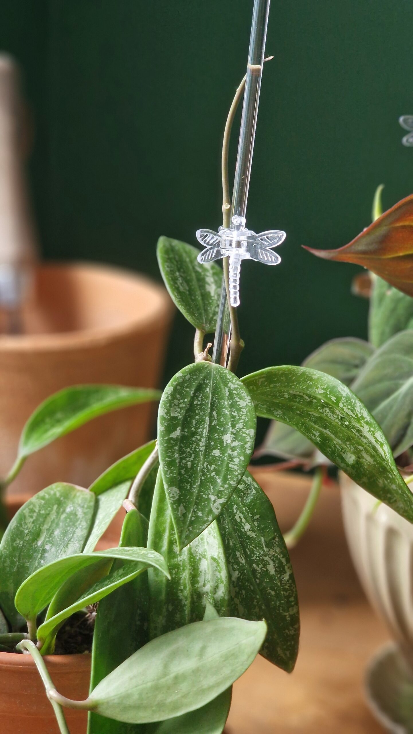 Kaartugi läbipaistev - Image 5