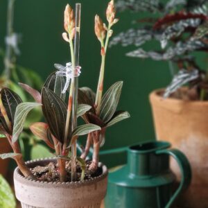 Toestusvarras läbipaistev