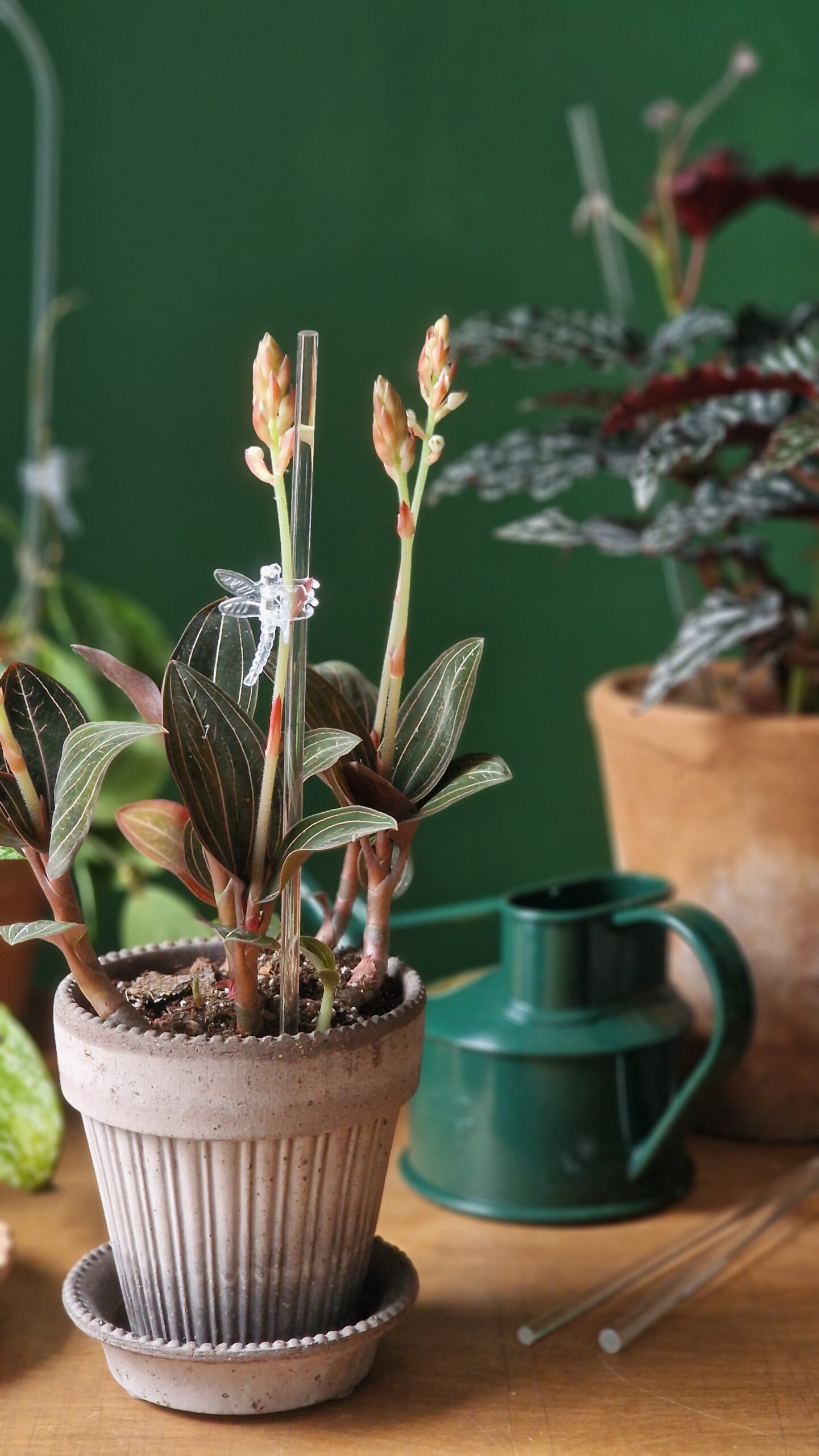 Toestusvarras läbipaistev