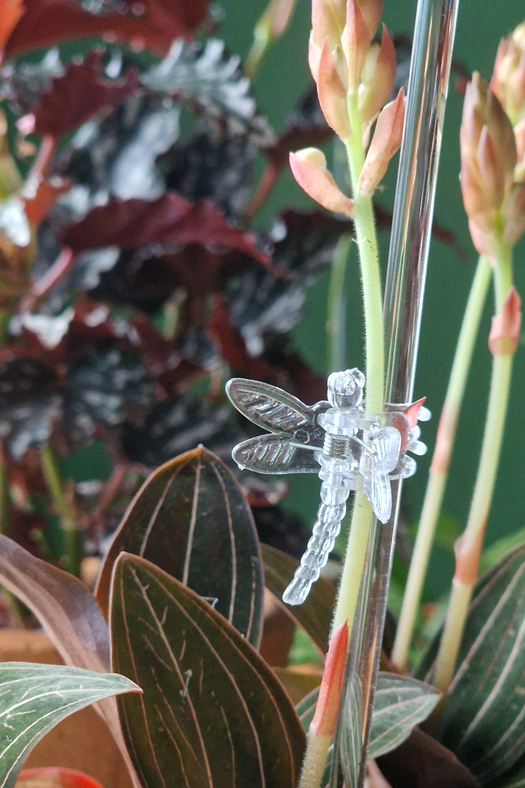 Toestusvarras läbipaistev - Image 4