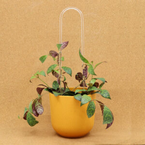 Kaartugi läbipaistev