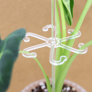 Taimetugi läbipaistev