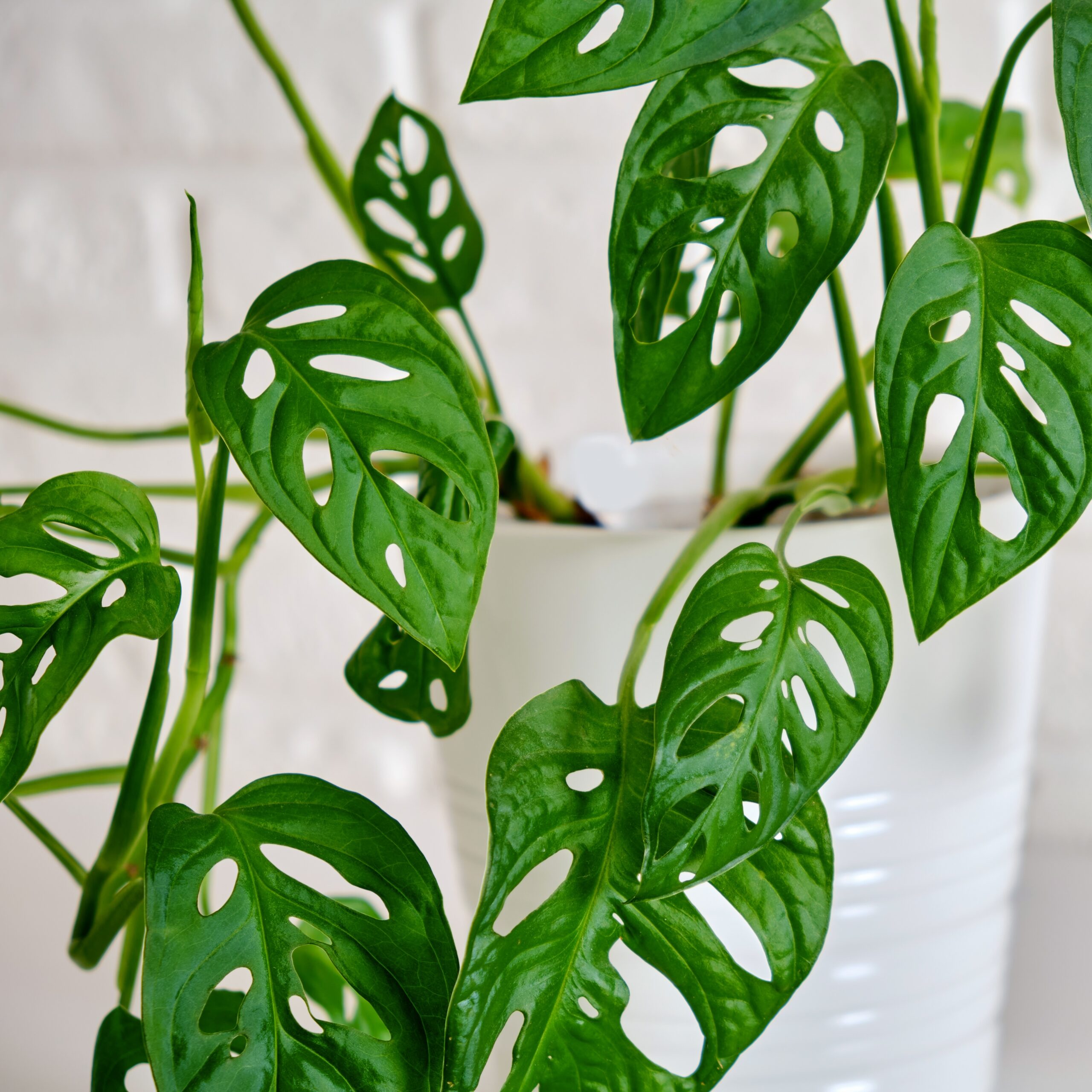 Monstera mix by DigiGarden - Image 6