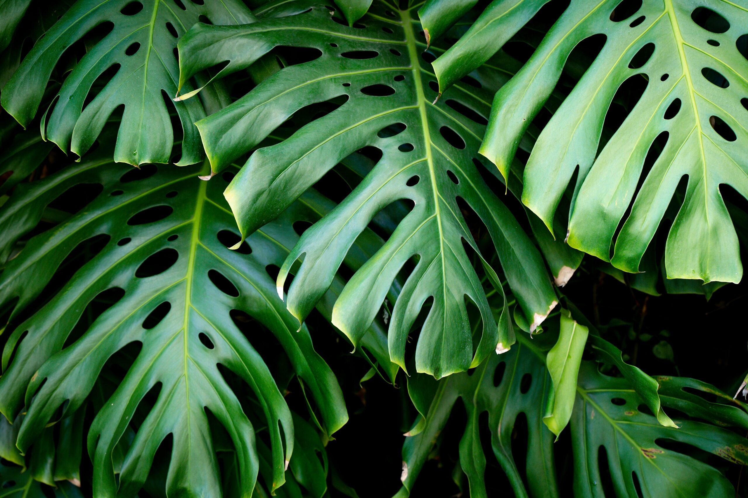 Monstera mix by DigiGarden - Image 5