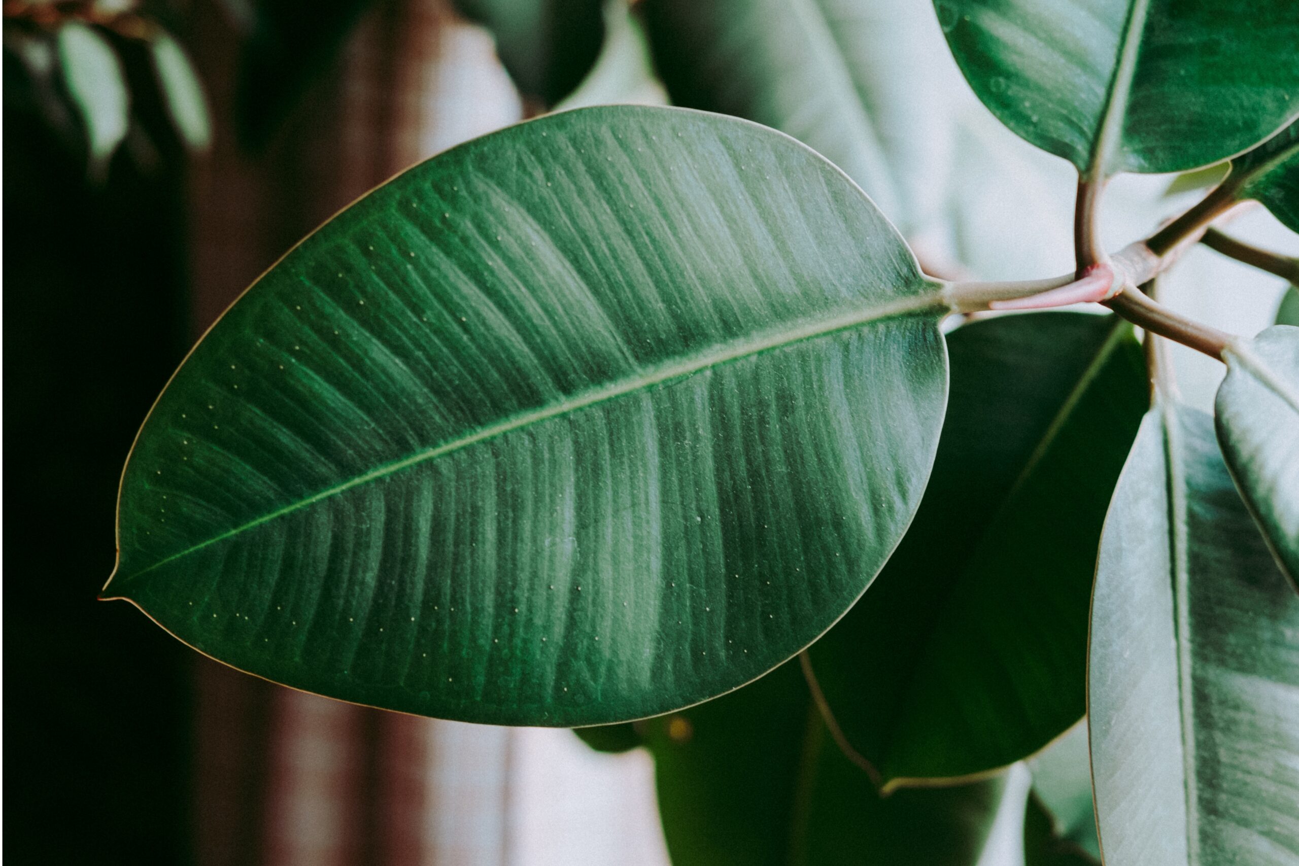Ficus mix by DigiGarden - Image 4