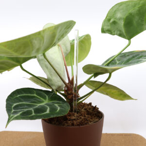 Toestusvarras läbipaistev