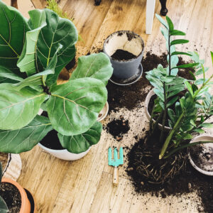 Toataimemuld (sobib ka isekastvatele pottidele) 10L