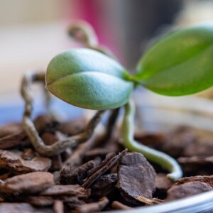 Orhideemuld Kekkilä 6L