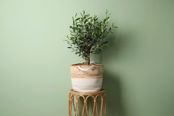 Vahemeretaimede muld 15L - Image 2