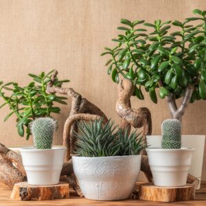 Kaktuse- ja sukulendimuld 6L