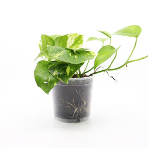 EPIPREMNUM AUREUM 'Golden' + Aroid mix