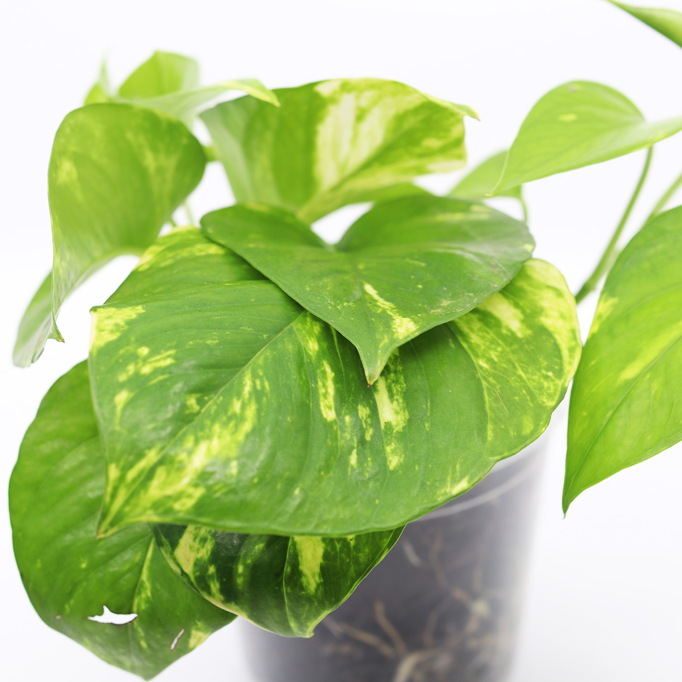 EPIPREMNUM AUREUM 'Golden' + Aroid mix - Image 2