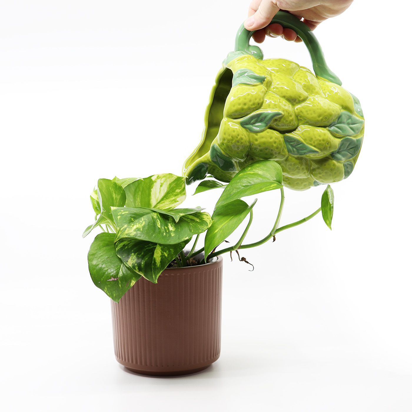 EPIPREMNUM AUREUM 'Golden' + Aroid mix - Image 3