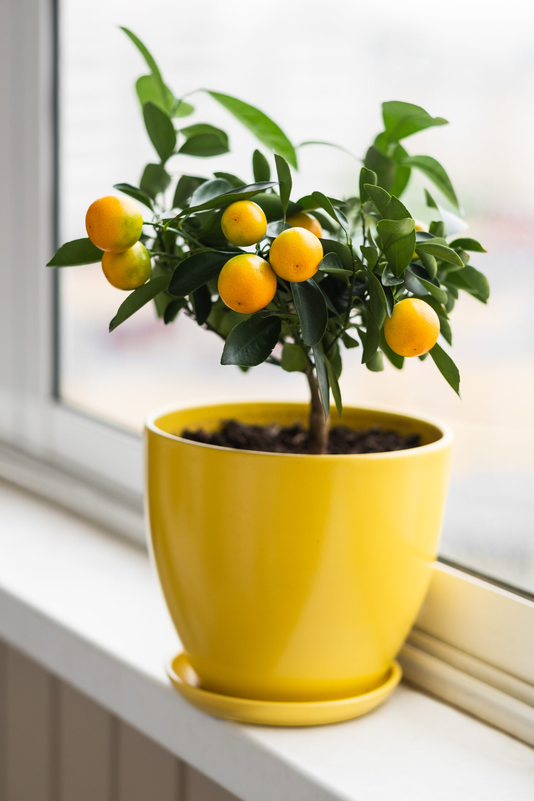 Tsitrusväetis 250 ml - Image 4