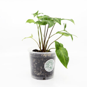 SYNGONIUM 'Albolineatum' + Õhurikas kasvusubstraat