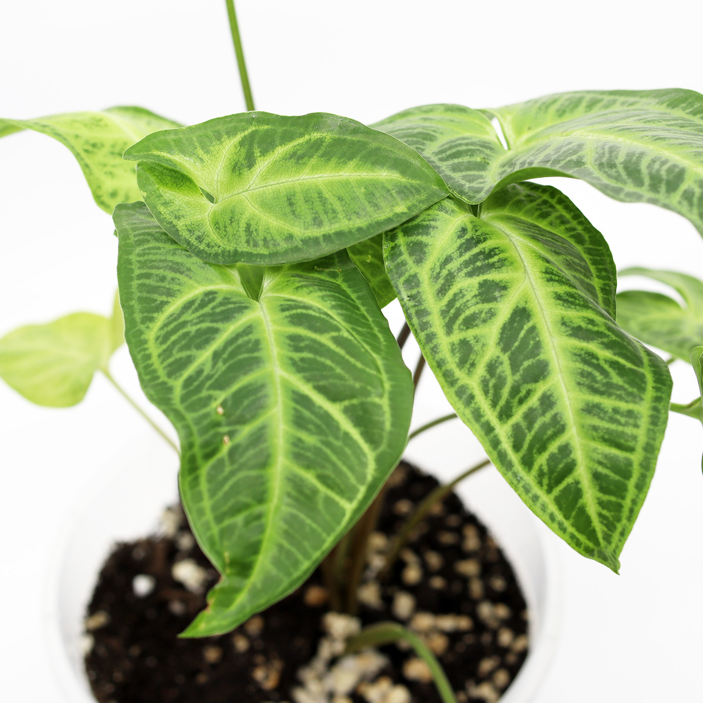 SYNGONIUM 'Albolineatum' + Õhurikas kasvusubstraat - Image 2