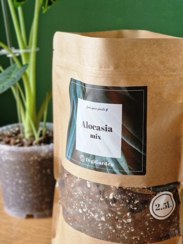 UUENDUS! Alocasia mix by DigiGarden