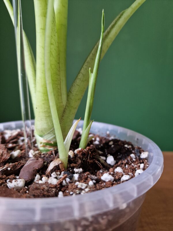 UUENDUS! Alocasia mix by DigiGarden - Image 3