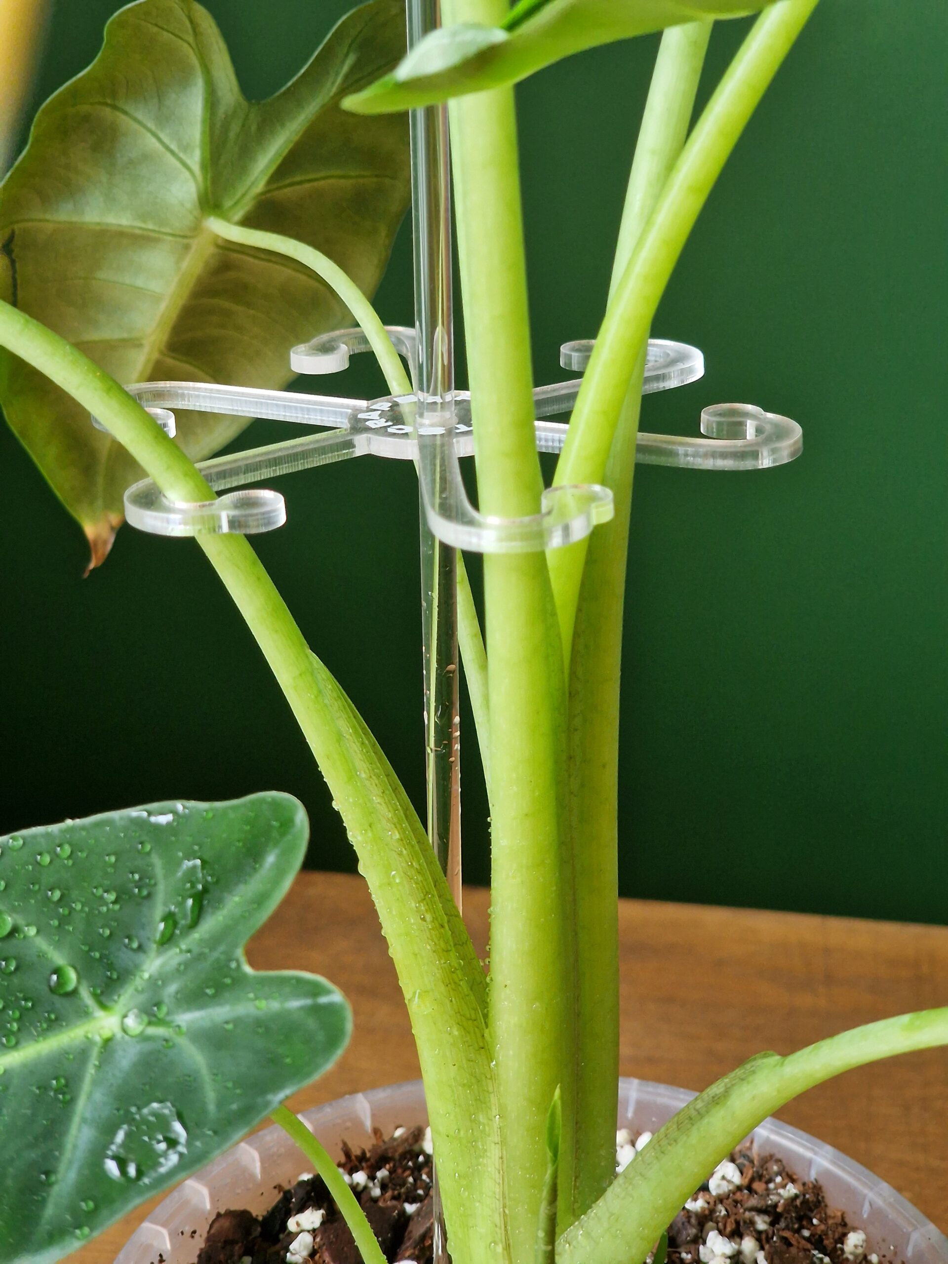 UUENDUS! Alocasia mix by DigiGarden - Image 6