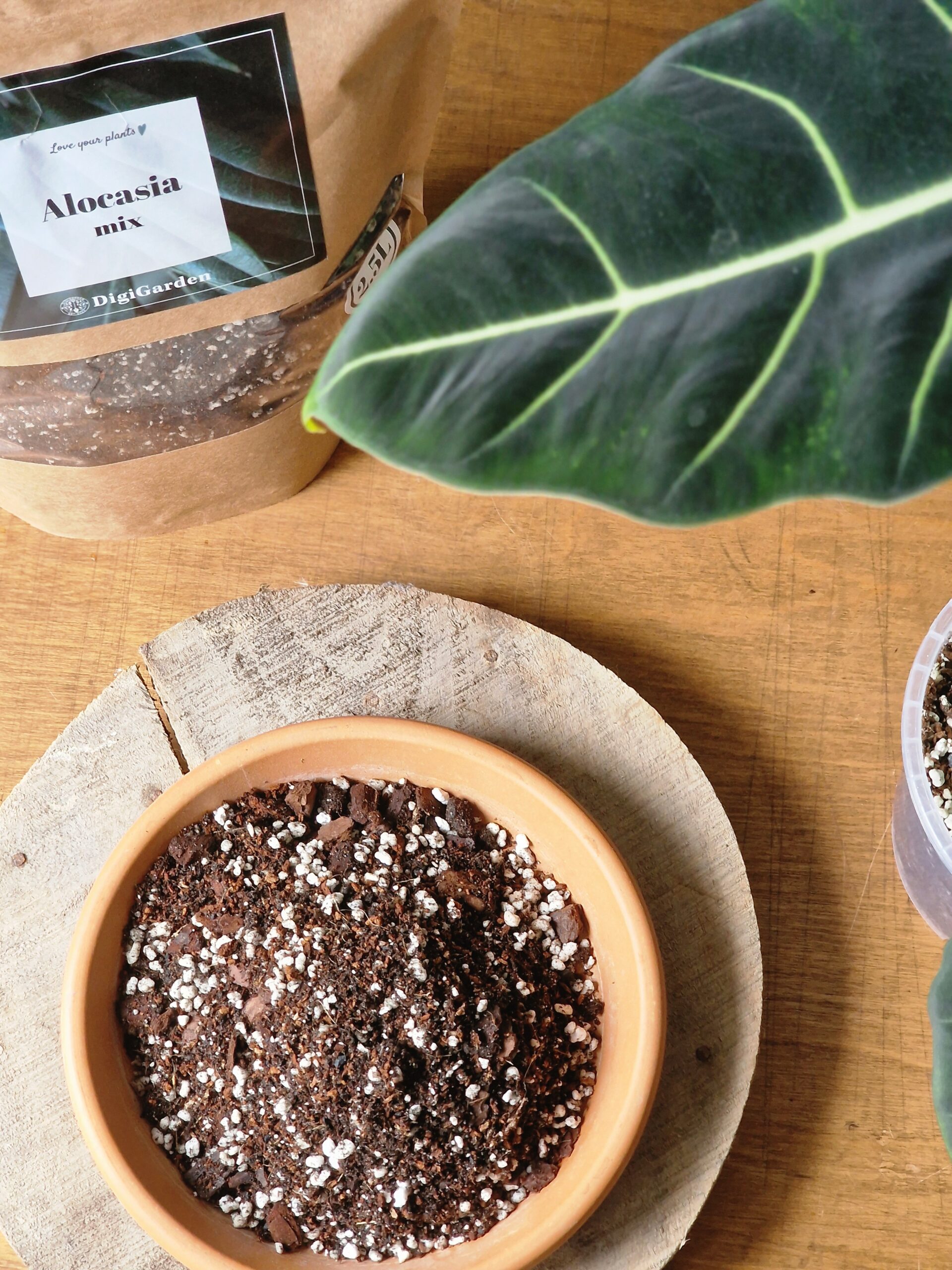 UUENDUS! Alocasia mix by DigiGarden - Image 4