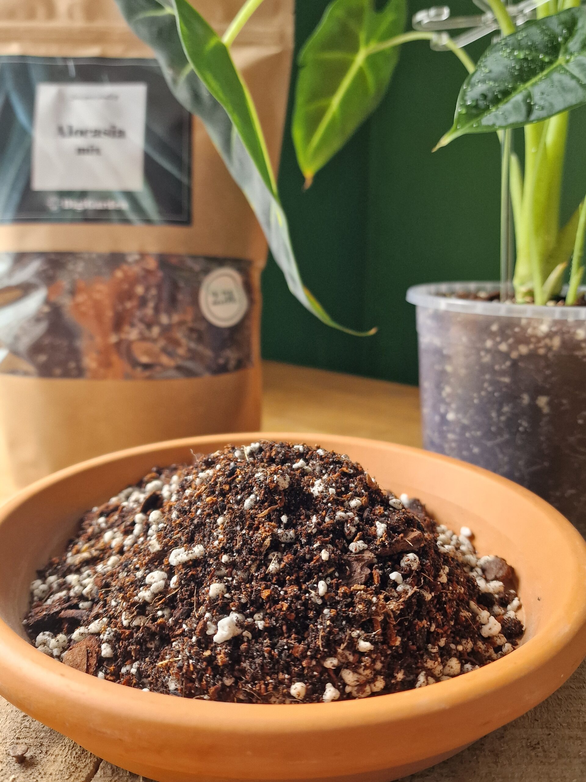 UUENDUS! Alocasia mix by DigiGarden - Image 5