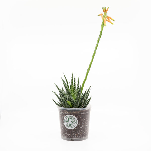 ALOE + kaktuse ja sukulendi kasvusubstraat