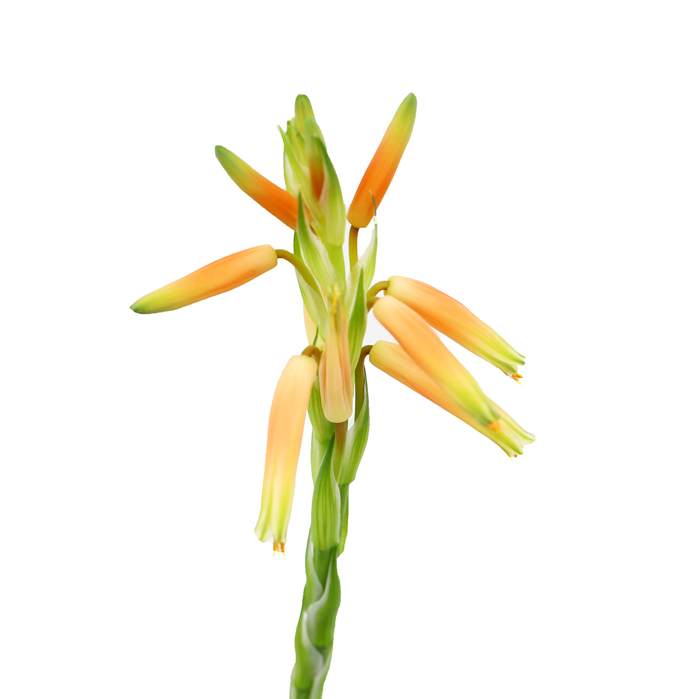 ALOE + kaktuse ja sukulendi kasvusubstraat - Image 3