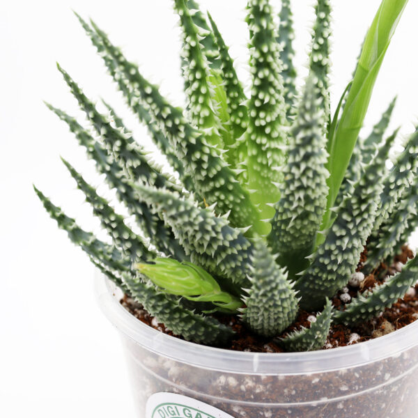 ALOE + kaktuse ja sukulendi kasvusubstraat - Image 2