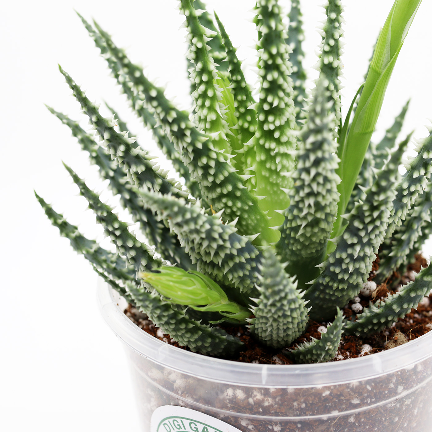 ALOE + kaktuse ja sukulendi kasvusubstraat - Image 2