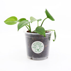 EPIPREMNUM AUREUM 'Jade' + Aroid mix