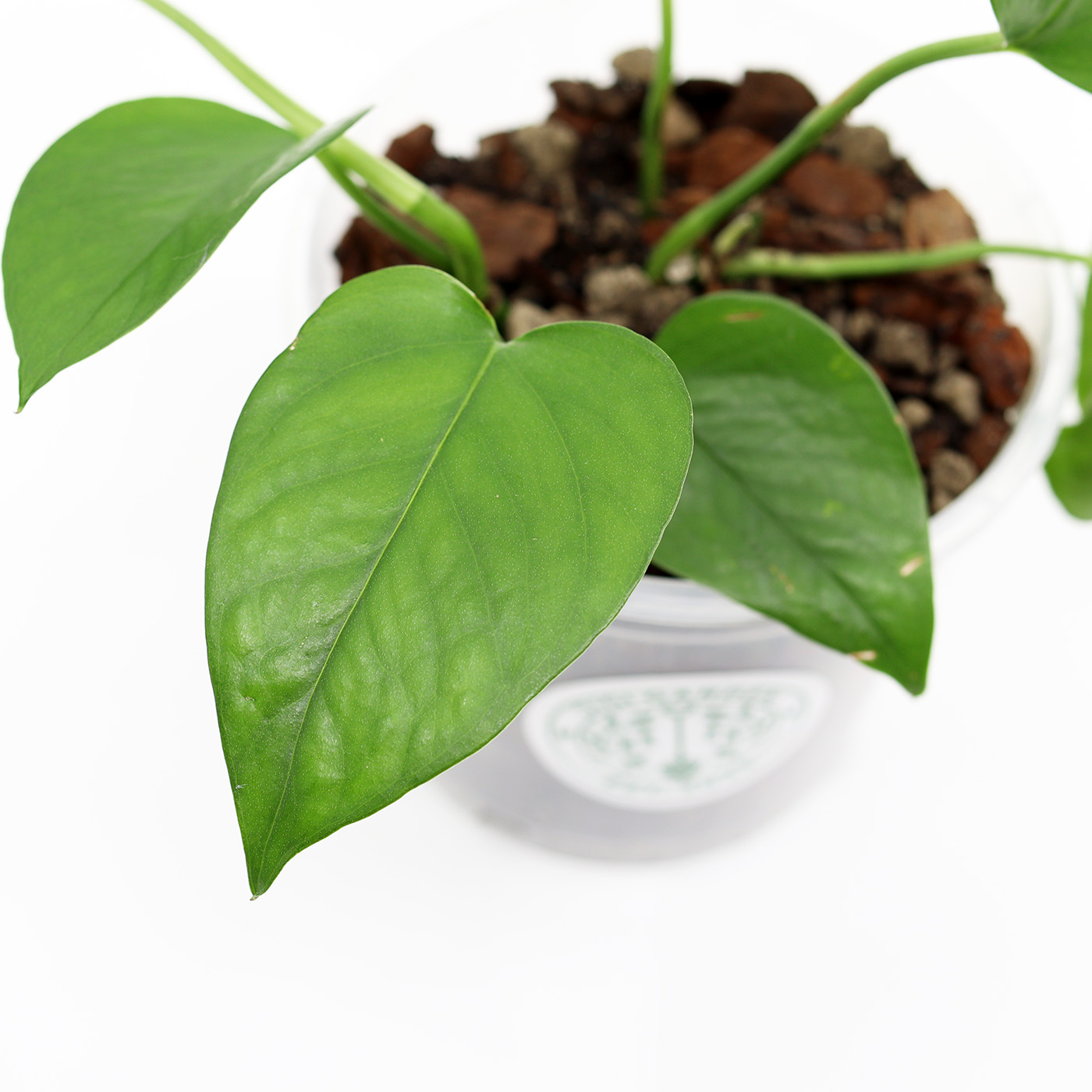 EPIPREMNUM AUREUM 'Jade' + Aroid mix - Image 2