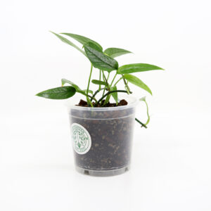 EPIPREMNUM PINNATUM + Aroid mix