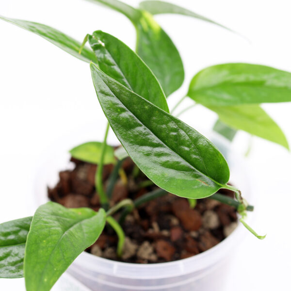 EPIPREMNUM PINNATUM + Aroid mix - Image 2