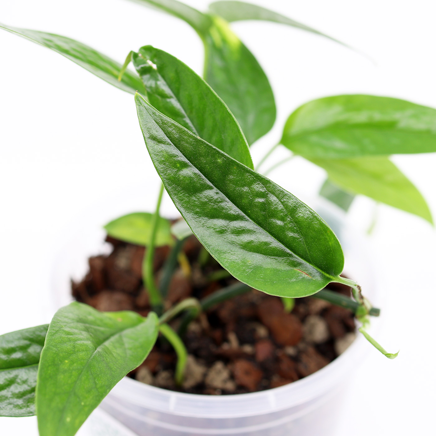 EPIPREMNUM PINNATUM + Aroid mix - Image 2