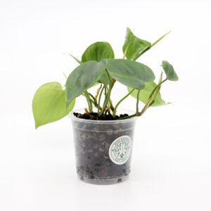 PHILODENDRON SCANDENS + Aroid mix