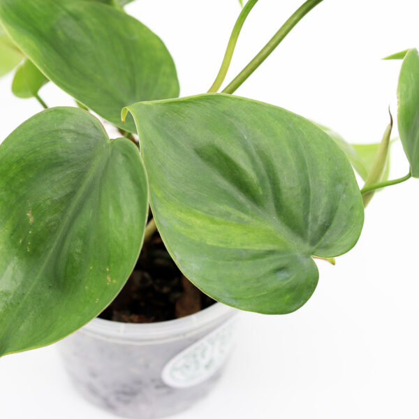PHILODENDRON SCANDENS + Aroid mix - Image 2