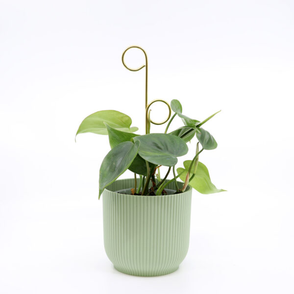 PHILODENDRON SCANDENS + Aroid mix - Image 3