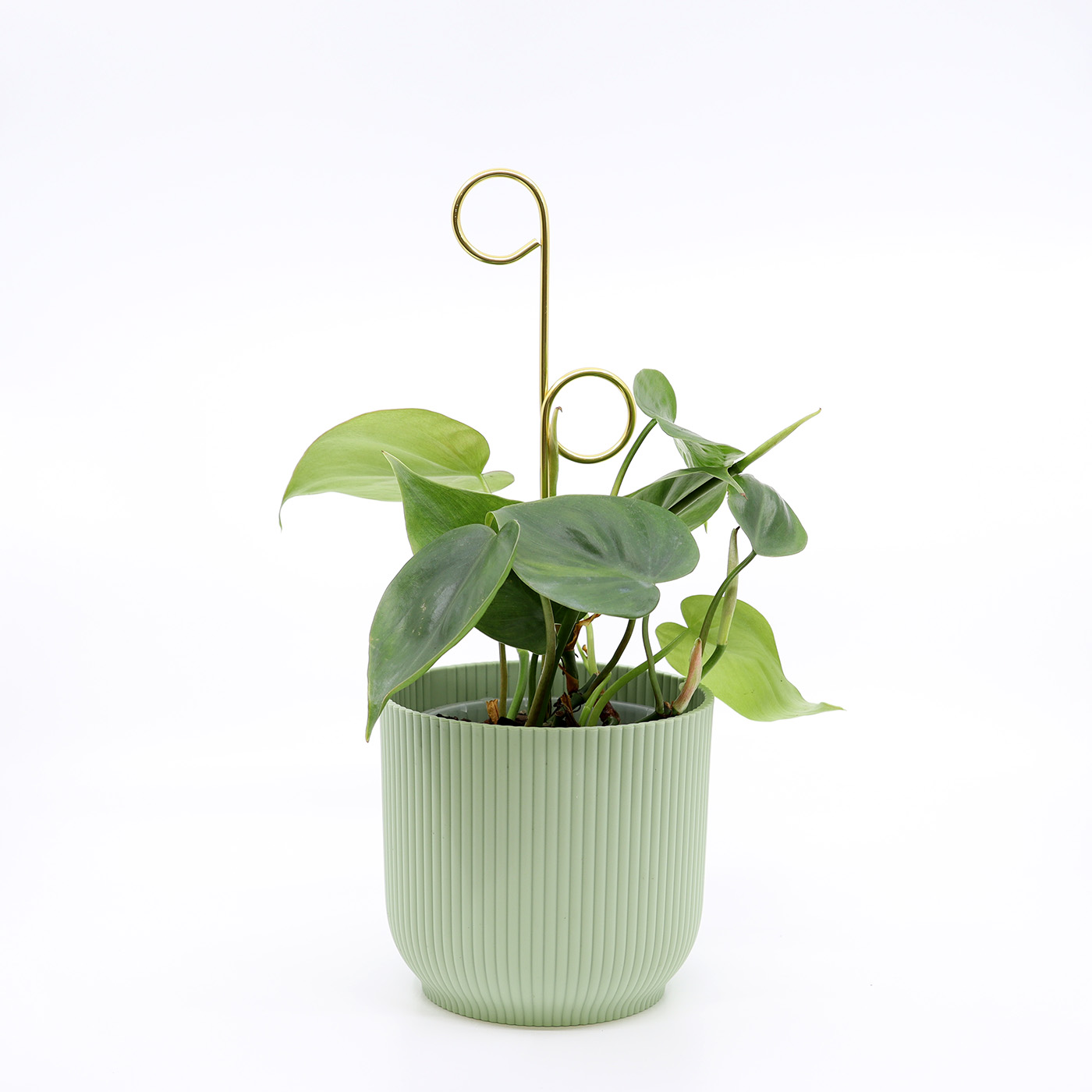 PHILODENDRON SCANDENS + Aroid mix - Image 3