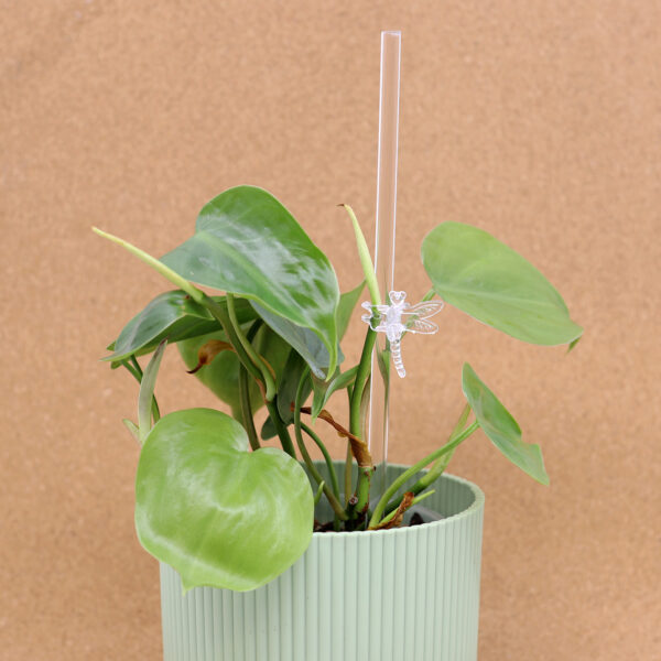 PHILODENDRON SCANDENS + Aroid mix - Image 4